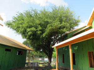 Modern-Homes-on-Tillery-Street-Austin-Texas-305-Tree-Preservation